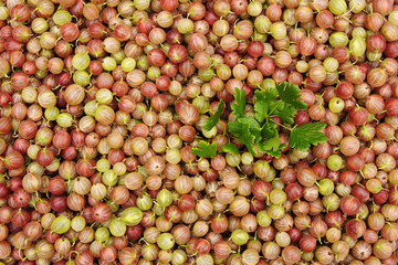 Frische geerntete Stachelbeeren