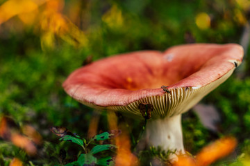 Closeup of Forest Vegetation with Grass, Mushroom and Foliage