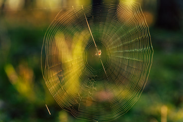 Isolated Spider Web with Spider in it in the Forest with Blurred Foliage in the Background