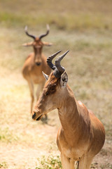 Portrait of antelope with friend standing behind