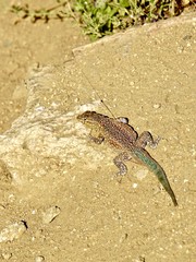 lizard in the sand