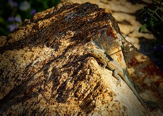 lizard on a rock