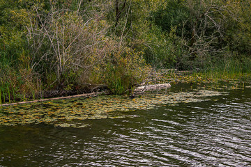 Fototapeta na wymiar lake shore with lily pads a log and bushes