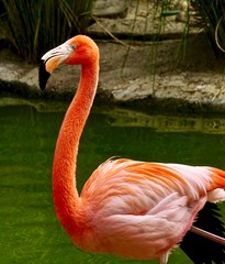 pink flamingo in zoo