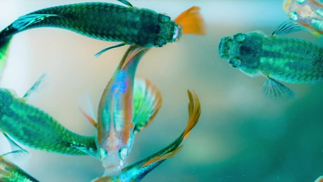 Group of attractive colorful guppy swimming, close up footage.
