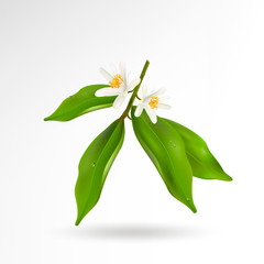 Blossoming citrus plant branch with flowers and green leaves isolated on white background. Realistic Vector Illustration