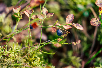 Closeup of Forest Vegetation with Grass, Blueberries and Foliage