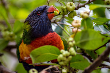 Rainbow Lorikeet Eating Berries