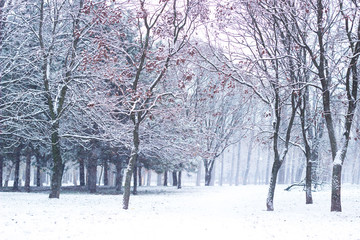 Snowfall in the public park blurry background 