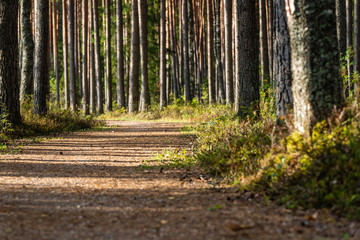 Naklejka premium View of the Forest Road, heading deeper in the Woods