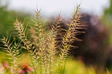 Isolated Grass Stalks With Blurred Background and Free Space for Text - Sunny Autumn Day