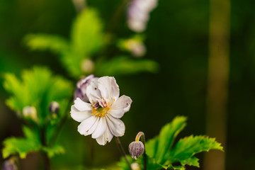 Isolated Flower in Garden With Blurred Background and Free Space for Text