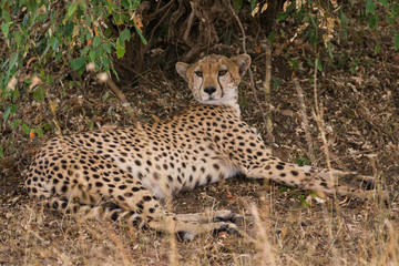 Fototapeta na wymiar Cheetah (Acinonyx jubatus) resting in shade of tree, Masai Mara National Game Park Reserve, Kenya, East Africa