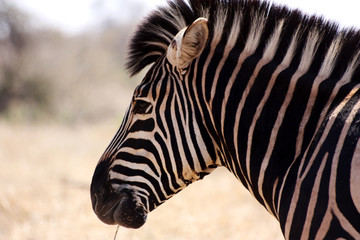 Zebra Face in Kruger National Park