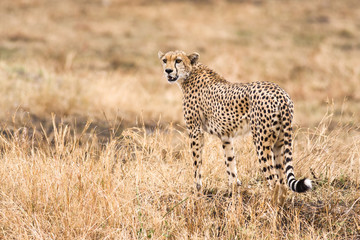 Cheetah (Acinonyx jubatus) on Savannah, Maasai Mara