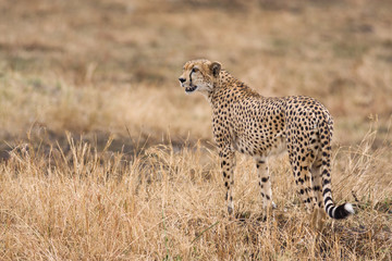 Cheetah (Acinonyx jubatus) walking on open savanna, Masai Mara National Game Park Reserve, Kenya, East Africa