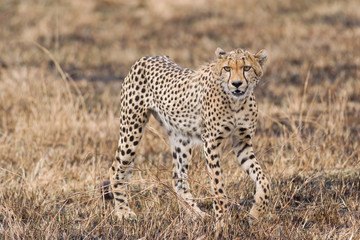 Fototapeta na wymiar Cheetah (Acinonyx jubatus) walking on open savanna, Masai Mara National Game Park Reserve, Kenya, East Africa