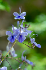 Fototapeta na wymiar Rotheca myricoides blue flowering plant, group of flowers on shrub branches in bloom