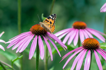 Vanessa cardui sitting on Echinacea purpurea flowering plant, eastern purple coneflower in bloom