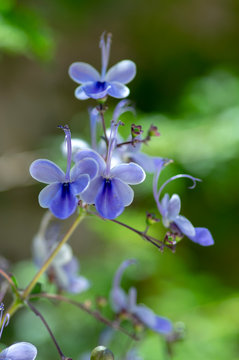 Rotheca myricoides blue flowering plant, group of flowers on shrub branches in bloom