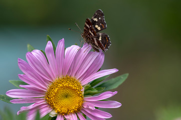 Araschnia levana on callistephus, chinensis in bloom, one flower and one dark butterfly