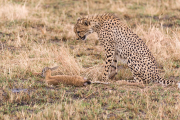 Cheetah (Acinonyx jubatus) with baby gazelle prey, Masai Mara National Game Park Reserve, Kenya, East Africa