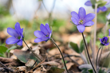 Hepatica nobilis in bloom, group of blue violet purple small flowers, early spring wildflowers