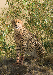 Fototapeta na wymiar Cheetah (Acinonyx jubatus) Sitting on Mound, Maasai Mara, Kenya