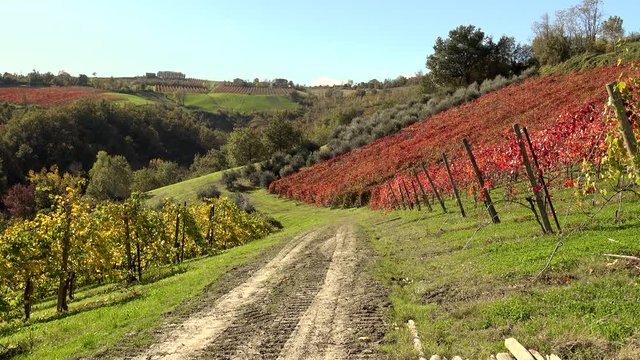 red leaves of vineyards in autumn in Modena countryisde in Italy
