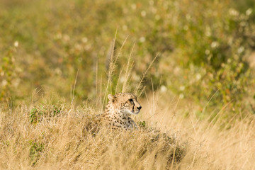Cheetah (Acinonyx jubatus) Resting on Mound, Maasai Mara, Kenya