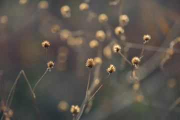 Dried native wildflowers in a field in autumn