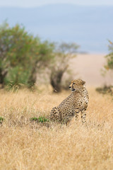 Cheetah (Acinonyx jubatus) on open savanna, Masai Mara National Game Park Reserve, Kenya, East Africa