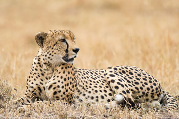 Cheetah (Acinonyx jubatus) on open savanna, Masai Mara National Game Park Reserve, Kenya, East Africa