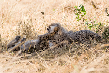 Naklejka na ściany i meble Two Cheetah cubs (Acinonyx jubatus) playing in dry grass, Maasai Mara
