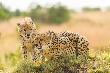 A pair of cheetahs (Acinonyx jubatus) standing on mound, Maasai Mara, Kenya