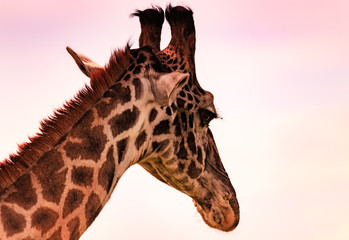 giraffe isolated on pink and white sunset in Africa
