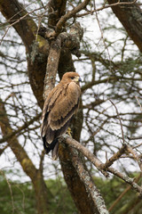 Tawny Eagle on branch, Nairobi National Park, Kenya
