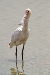 African spoonbill (Platalea alba) in shallow water, Nairobi National Park, Kenya