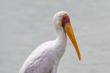 Yellow-billed stork (Mycteria ibis), Nairobi National Park, Kenya