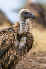 White-backed vulture (gyps africanus), Nairobi National Park, Kenya