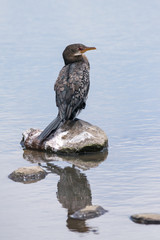 Reed cormorant (Microcarbo africanus) perched on rock in water, Nairobi National Park, Kenya