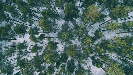 Aerial view of trees in the snowy winter forest