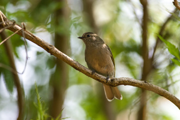 Eastern Green-backed Honeyguide (Prodotiscus zambesiae) perched on a branch in the shade, Nairobi, Kenya, East Africa