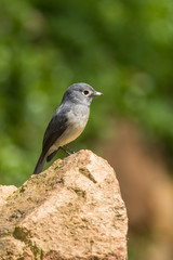 White-eyed slaty flycatcher (Melaenornis fischeri) perched on a rock in daylight, Nairobi, Kenya