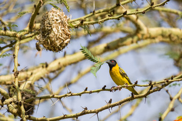 Black-headed Weaver or Village Weaver bird (Ploceus cucullatus paroptus) building a nest in an Acacia tree, Nairobi, Kenya
