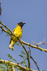 Black-headed Weaver or Village Weaver bird (Ploceus cucullatus paroptus) perched on an Acacia tree branch, Nairobi, Kenya