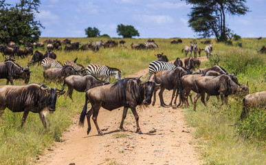 Naklejka na ściany i meble herd of wildebeest walking on driving path in serengeti national park tanzania africa