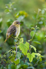 Little Weaver (Ploceus luteolus), Lake Elmentaita or Elementaita, Kenya