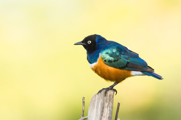 Superb starling (Lamprotornis superbus) perched, Kenya