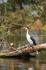 White-breasted cormorant (Phalacrocorax lucidus) perched on dead tree at Lake Naivasha, Kenya